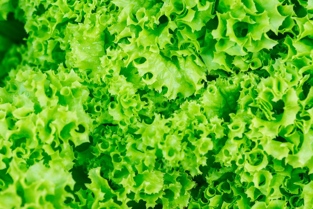 PODE-COMER-ALFACE-A-VONTADE PODE-COMER-ALFACE-A-VONTADE