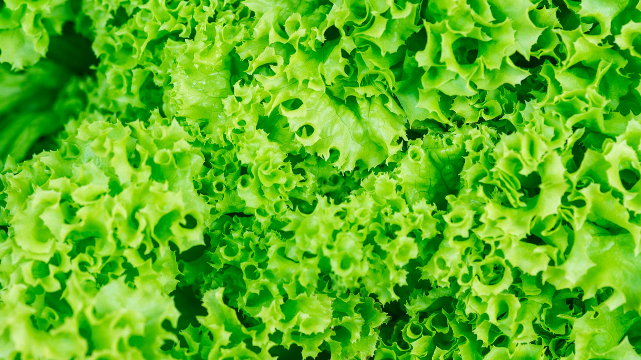 Pode comer alface à vontade?