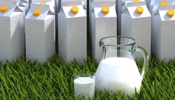 Leite Cru, Pasteurizado e UHT Leite Cru, Pasteurizado e UHT - Por Paty Ayres